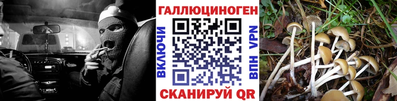 Псилоцибиновые грибы Psilocybe  Купить  Козьмодемьянск 